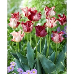 Pruhovaný korunkový tulipán - XXXL balení 250 ks.