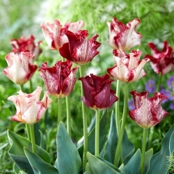 Pruhovaný korunkový tulipán - 5 ks.