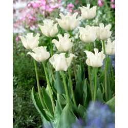 Tulipa branca Liberstar - pacote XL - 50 unid.