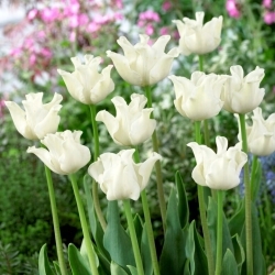 Tulipa branca Liberstar - pacote XL - 50 unid.