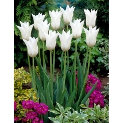 White Triumphator tulip - XL pack - 50 pcs
