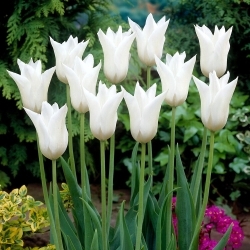 Fehér Triumphator tulipán - 5 db.