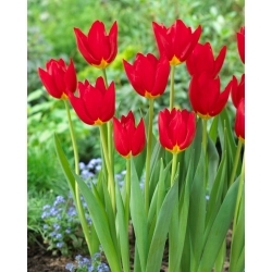 Wisley tulipan - XL pakke - 50 stk