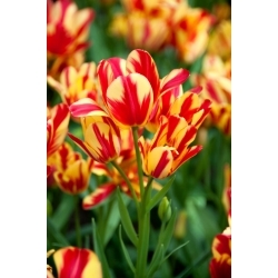 Wonder Club tulipan - XL pakke - 50 stk