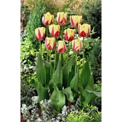 World Expression tulip - XXXL pack  250 pcs
