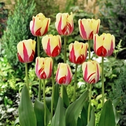 Tulipán World Expression - 5 piezas