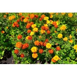 French marigold - Tagetes patula - variety mix - suitable for after crop - 100 gramm