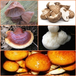 Set de champignons asiatiques - 5 espèces - Bouchons de mycélium - 