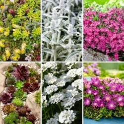 Rock garden kukat - sarja siemeniä 6 kasvilajiketta - 