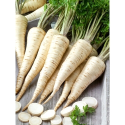 "Olomoucka" root parsley - 100 gram - professional seeds for everyone