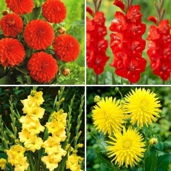 Dahlia frøplanter og gladiolusløk - utvalg av 4 blomstrende plantesorter