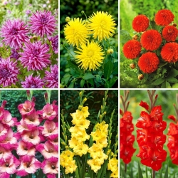 Dahlia frøplanter og gladiolusløk - utvalg av 6 blomstrende plantesorter