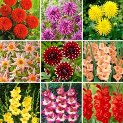 Sadike dalije in čebulice gladiola - izbor 9 sort cvetočih rastlin
