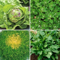 Groenten voor plantenbakken - selectie van zaden van 4 plantensoorten - 