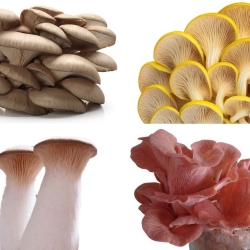 Set di funghi ostrica - 4 specie - spine di micelio - 