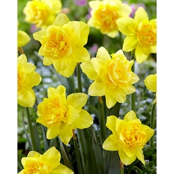 Narcissus Dick Wilden - Påskelilje Dick Wilden - XXXL pakke 250 stk