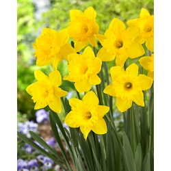 Narcissus Dutch Master - Daffodil Dutch Master - XXXL pack 250 uds