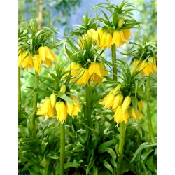 Fritillaria imperialis Lutea - Коронна императорска лютеница - XL опаковка - 50 бр. - 