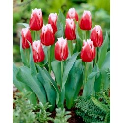 Tulip 'Canasta' - pacote grande - 50 pcs.