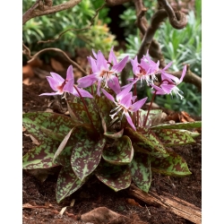 Erythronium Purple King - pes Tooth Purple King - květinové cibulky / hlíza / kořen