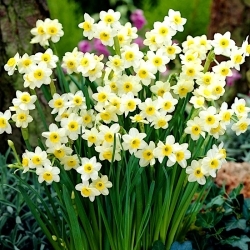 Narcissus Minnow - Daffodil Minnow - XXXL pack 250 uds