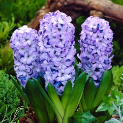 Vanlig hyacint Delft Blå - XXL pakke 150 stk; hagehyasint, nederlandsk hyasint