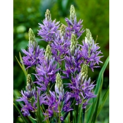 Camas, quamash - XXXL balení - 500 ks ; Indický hyacint, camash, divoký hyacint - 
