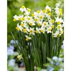 Narcis, narcis 'Canaliculatus' - XXXL pak 250 st - 