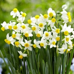 Daffodil, narcissus 'Canaliculatus' - XXXL pack  250 pcs