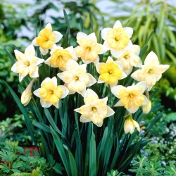 Narcis, Narcis Veranderende Kleuren - XXXL pak 250 st - 