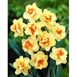 Daffodil, narcissus Double Fashion - pacote XXXL 250 unid.