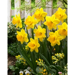 Daffodil, narcissus 'Gigantic Star' - XXXL pack  250 pcs