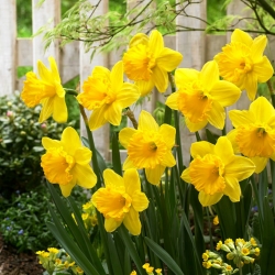 Daffodil, narcissus 'Gigantic Star' - XXXL pack  250 pcs