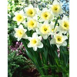 Narciso, narciso 'Ice Follies' - XXXL pack 250 uds