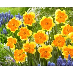 Congress daffodil - XXXL pack  250 pcs