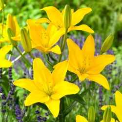 Lily - Easy Sun - fara polen, perfect pentru vaza! - pachet XL - 50 buc - 