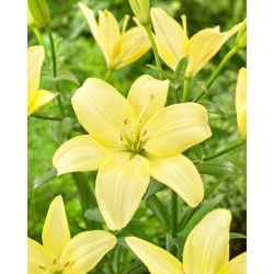 Lily - Easy Vanilla - sans pollen, parfait pour le vase ! - Paquet XL - 50 pieces