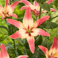 Easy Dream Asiatic lily - XL pack - 50 pcs
