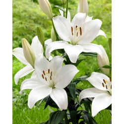 Kent Asiatic lily - XL pack - 50 pcs