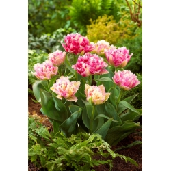 Cool Crystal tulipán - XL balenie - 50 ks