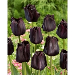 Paul Scherer tulipe - pack XXXL 250 pcs