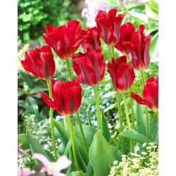 Piros tavaszzöld tulipán - 5 db.