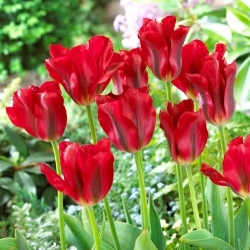 Rød Springgrøn tulipan - 5 stk - 