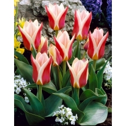 Tulipa Rosanna - pacote XL - 50 unid.