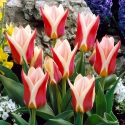 Tulipa Rosanna - pacote XXXL 250 unid.