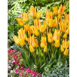 Royal Georgette tulip - 5 pcs