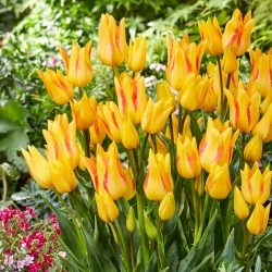 Tulipa Royal Georgette - pacote XL - 50 unid.