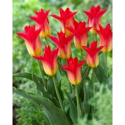 Tulipe Royal Gift - pack XXXL 250 pcs
