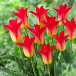 Tulipa de presente real - 5 peças