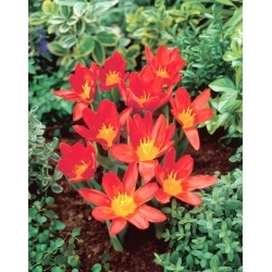 Scarlet Baby tulipan - 5 stk.